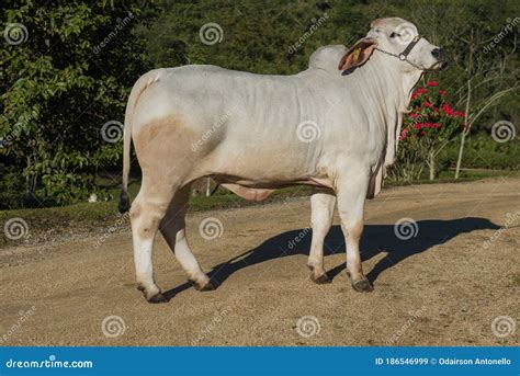 Brahman Bull Breeding