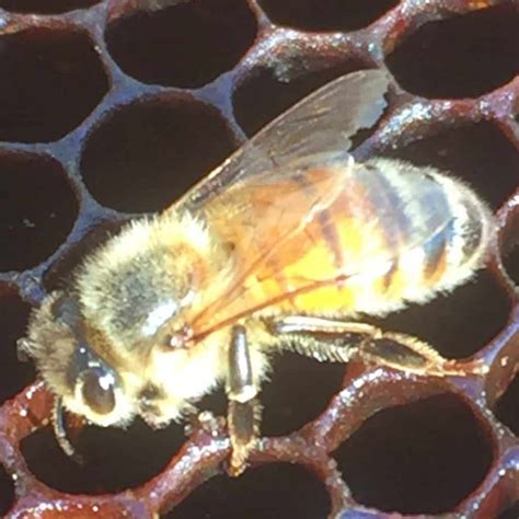 Bee Sting Remedies - Creative Homemaking