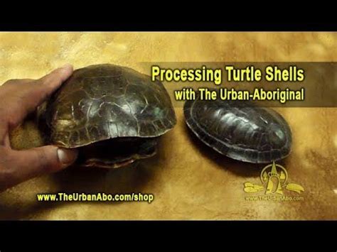 Image result for Cleaning Turtle Shell