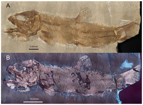 The Problematic Genus Liodesmus Wagner and a New Genus of Caturoidea ...
