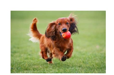 10 signs you have a happy dog – www.barfindia.com