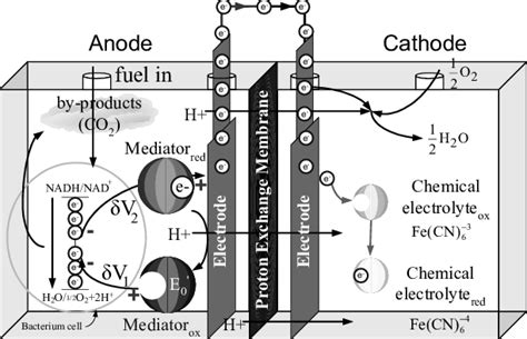 Image result for Anode and Cathode Oxidation-Reduction