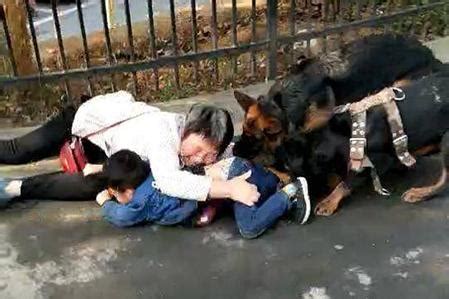 两条狼狗撕咬男童老人拼力解救！如何让孩子远离恶犬伤害？