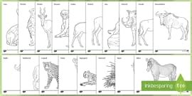 Diere van Suid-Afrika Kaartjies (teacher made) - Twinkl