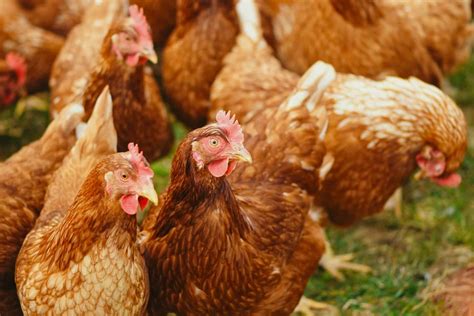 Are Chickens Mammals? Let’s Burst Some Myths - Ecowiser