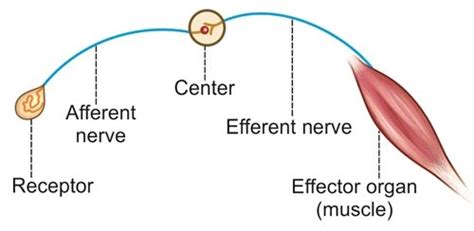 Image result for Cremasteric Muscle Contraction