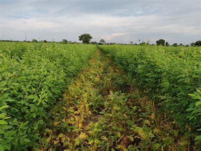 Different cropping patterns observed in India — lesson. Science CBSE ...