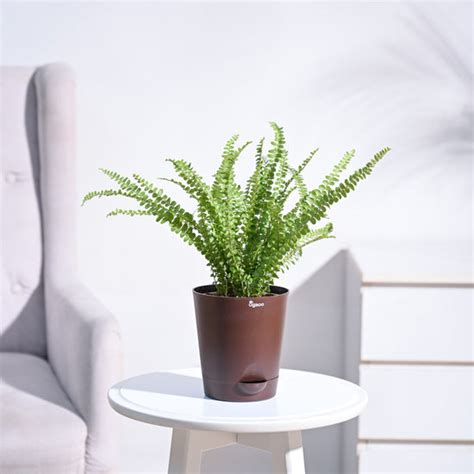 Ferns Online | Buy Fern Plants in India - Ugaoo.com