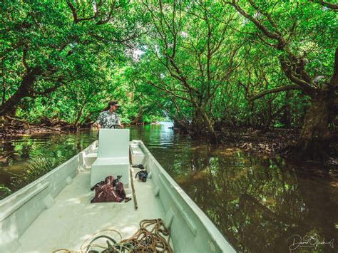 Protection of Ecosystem 的图像结果