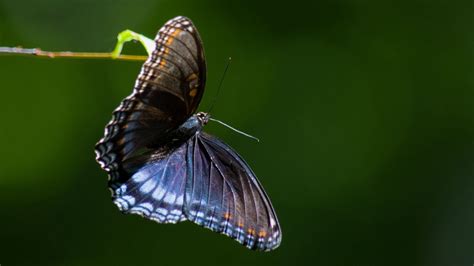 Wallpaper limenitis arthemis, butterfly, wings, macro hd, picture, image