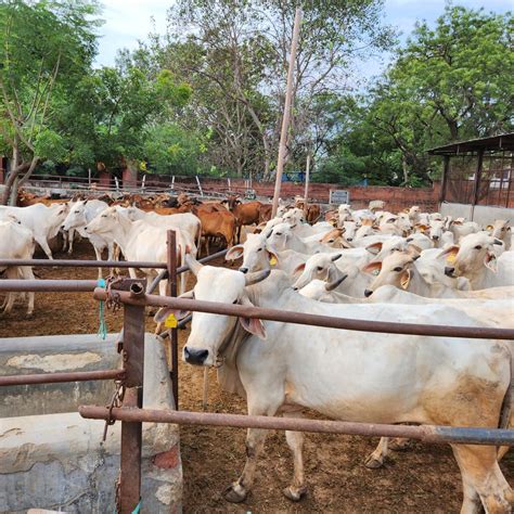 Home - Pinjrapole Gaushala Jaipur