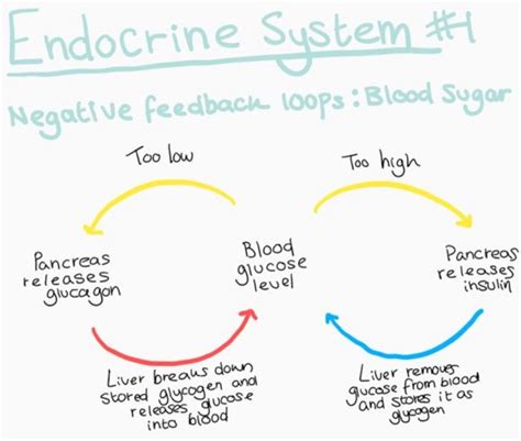 Image result for Positive Feedback Loop Endocrine System