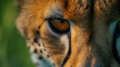 Cheetah Desktop Wallpaper Hd
