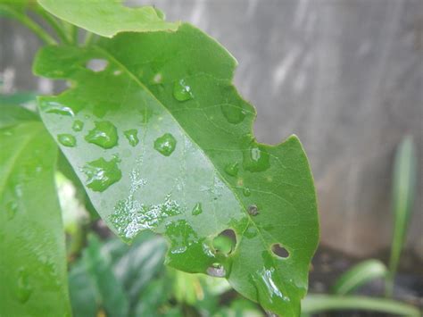leaves eaten by caterpillars 11110500 Stock Photo at Vecteezy