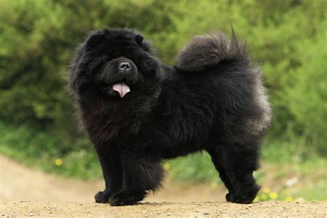 Chow Chow | Dog Breed, Description, Temperament, & Facts | Britannica