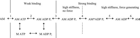 Image result for Crossbridge Cycle Model