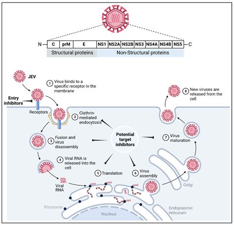 Japanese Encephalitis Virus: An Update on the Potential Antivirals and Vaccines