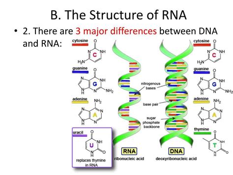 RNA 的图像结果