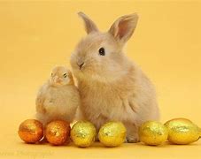 Image result for Baby Bunnies Pictures