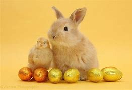 Image result for Cute Easter Bunny Pictures