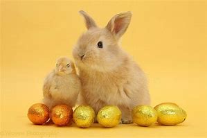 Image result for Easter Chick No Background