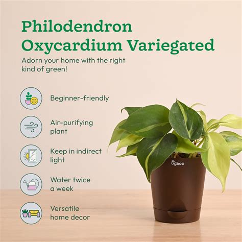Decorative Indoor Plant Combo - Variegated & Tropical Greens – Ugaoo