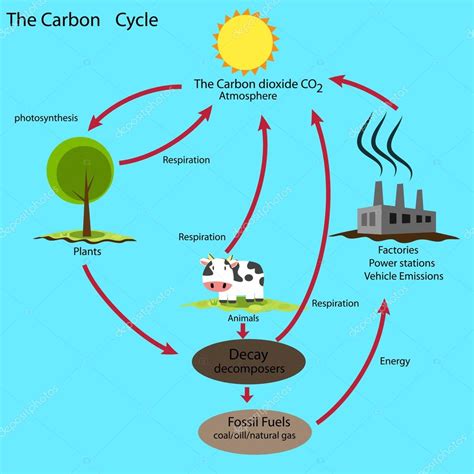 Esquema Del Ciclo Del Carbono