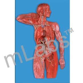 Lymphatic System Fiber Model by mLabs : Amazon.in: Industrial & Scientific