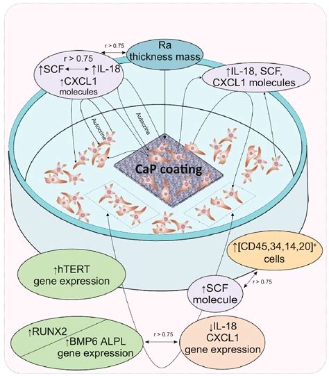 Gene Expression Regulation and Secretory Activity of Mesenchymal Stem ...