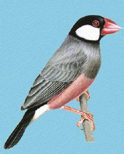 Image result for Java Sparrows for Sale
