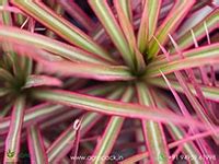 Buy Dracaena plants | Buy From Agropack