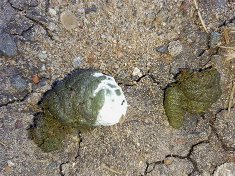 Image result for Normal Chicken Poop