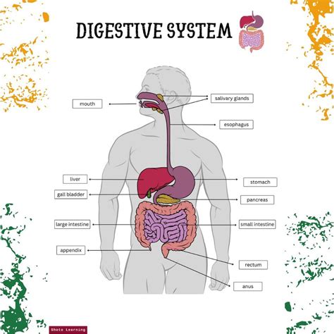 Image result for Digestive System Theme