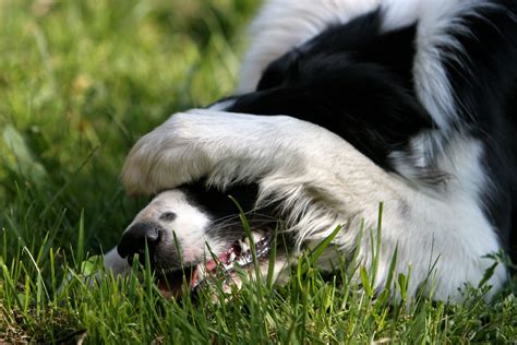 How Long Does It Take For Canine Papilloma To Go Away