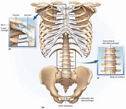 Image result for cartilaginous