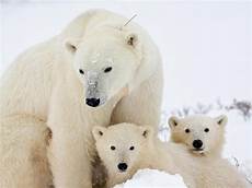 polar backgrounds polar desktop wallpaper wallpapersafari polar backgrounds polar desktop wallpaper wallpapersafari