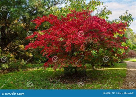 Acer Palmatum Tree stock image. Image of maple, plant - 45801773