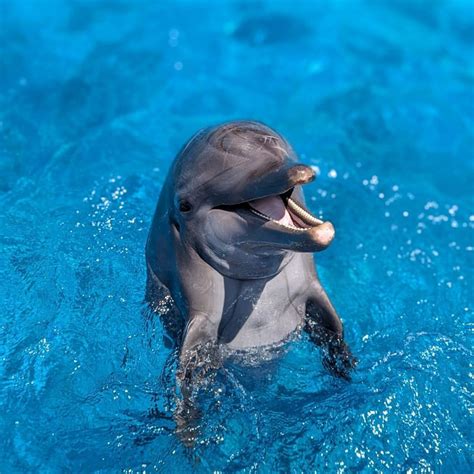 Dolphin Intelligence 的图像结果