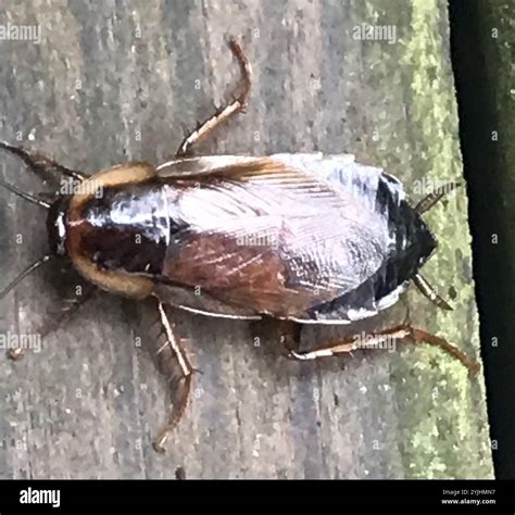 Pennsylvania Wood Cockroach (Parcoblatta pennsylvanica Stock Photo - Alamy