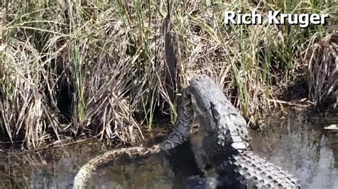 Image result for Florida Python vs Gator