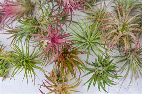 25 Air Plant Types To Grow Indoors
