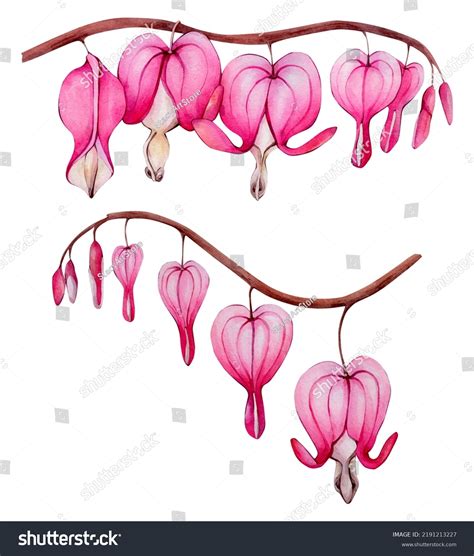 Bleeding Heart Plant Drawing