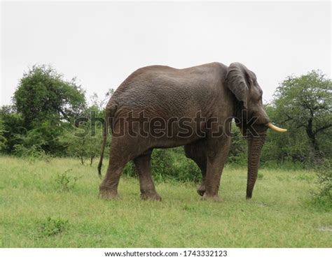 Image result for Dog Using Mouse Computer