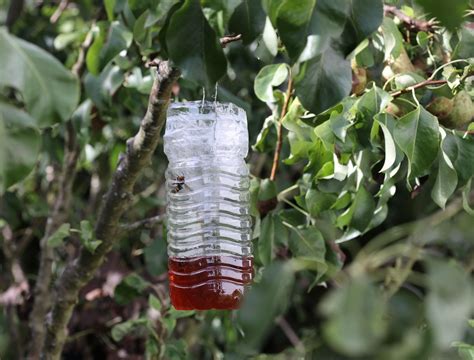How to Use Vinegar to Repel Wasps From Your Yard