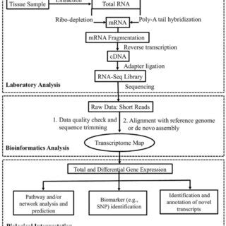 RNA Sequencing 的图像结果