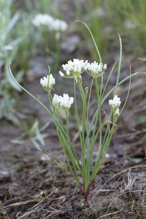 WEB CLASS: Wild Onions & Garlic - Wild Food Girl
