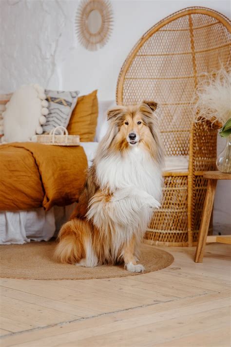 The rough collie dog at home dog inside | Premium Photo