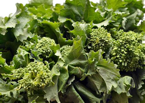 What Is Broccoli Rabe?