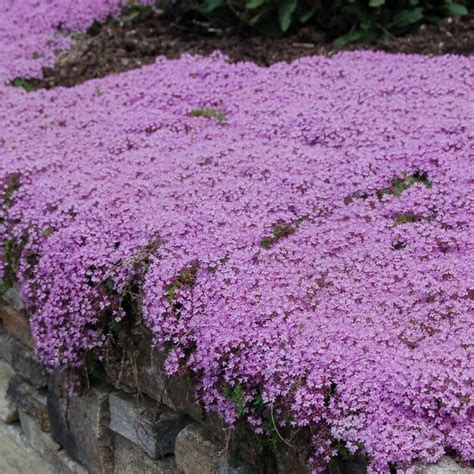 50 Purple Creeping Thyme Seeds - Welldales