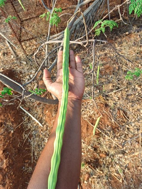 10 Karumbu Murungai Plants,Sugarcane drumstick Plants ,Moringa oleifera ...